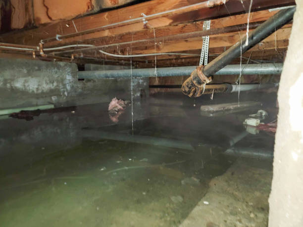 Best Water damage mitigation services  in Somerton, AZ